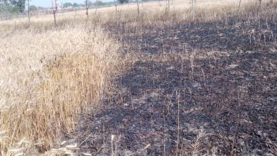 शॉर्ट सर्किट से आग लग जाने से करीब 2 बीघा फसल जलकर राख 9 WhatsApp Image 2023 04 05 at 20.32.13