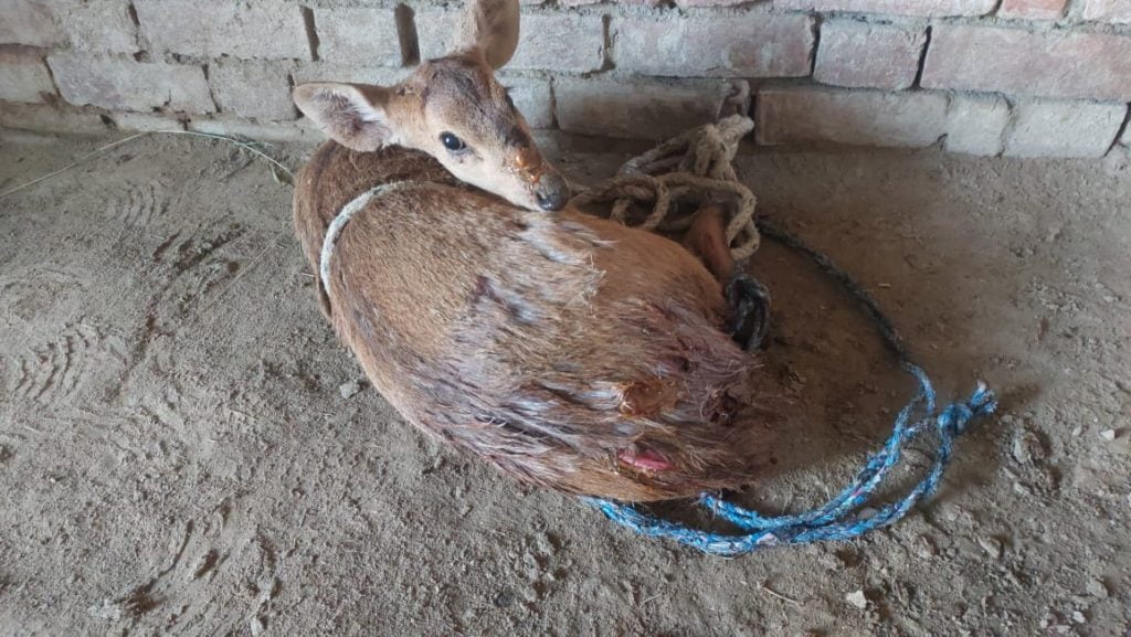 पानी की तलाश में जंगल से भटक कर एक हिरन का बच्चा गांव में पहुंच गया, जहां पर कुत्तों नें उसे घेर कर हमला कर दिया 1 WhatsApp Image 2023 04 27 at 14.05.22
