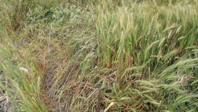 गोण्डा में बेमौसम बारिश से फसलों को अंशिक नुकसान 4 msg 1532727366 1231