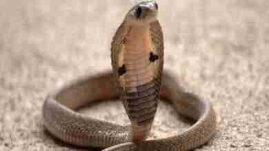 गोंडा के ट्रेजरी ऑफिस में मचा हड़कंप 12 SNAKE BITE