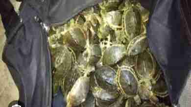 ट्रेन में लावारिस अवस्था मिला कछुआ,वनकर्मी के किया सुपुर्द 2 Screenshot 2023 08 05 19 26 29 43 680d03679600f7af0b4c700c6b270fe7