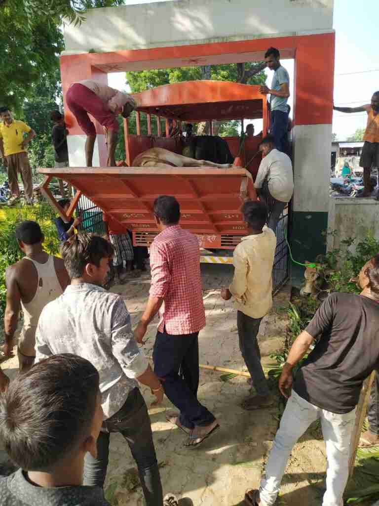 Gonda जिलाधिकारी नेहा शर्मा के निर्देश पर एसडीएम ने अभियान चलाकर निराश्रित गोवंशों को पकड़ा 4 photo 2023 09 03 21 04 27