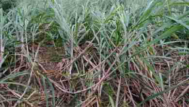 गोंडा में तेज हवा के साथ बारिश से गन्ने की फसल जमींदोज 2 photo 2023 09 11 17 13 20