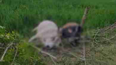 गोंडा में कंटीले तार में प्रवाहित करंट से तीन मवेशियों की मौत 10 photo 2023 09 13 20 09 45 Copy