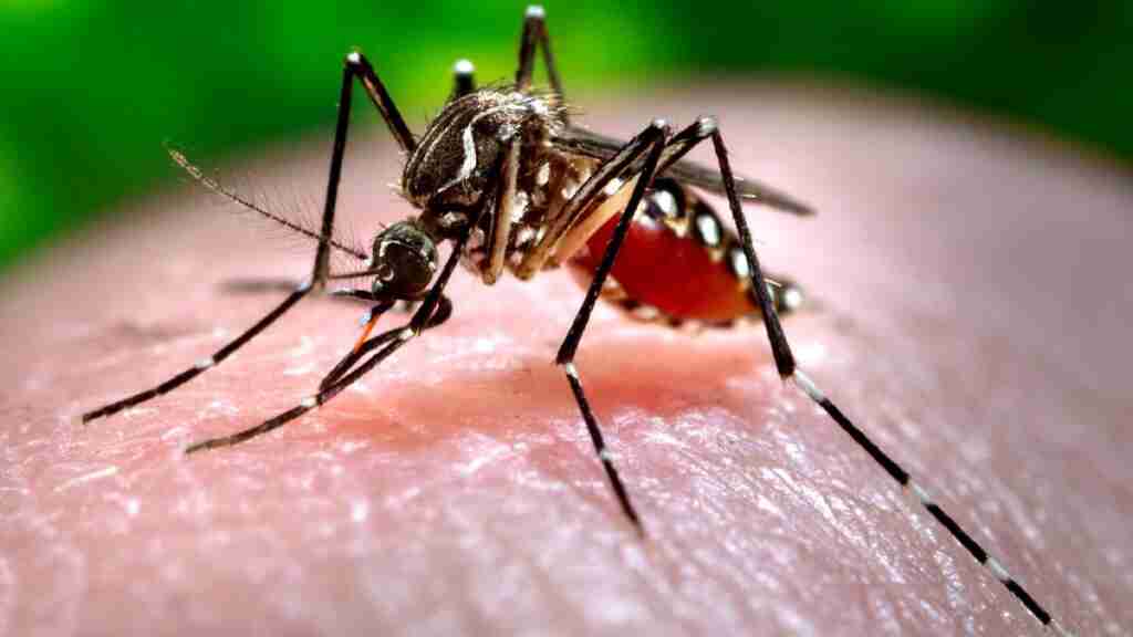अयोध्या जनपद में डेंगू का प्रकोप, अब तक 171 डेंगू के मरीज चिन्हित 1 dengue