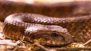 snake, reptile, death adder-7982631.jpg