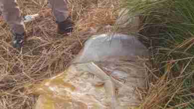 गोंडा में अवैध कच्ची शराब की छापेमारी में 57 लीटर अवैध कच्ची शराब के साथ 3 अभियोग पंजीकृत 19 WhatsApp Image 2023 11 15 at 14.36.10 b2251bd9