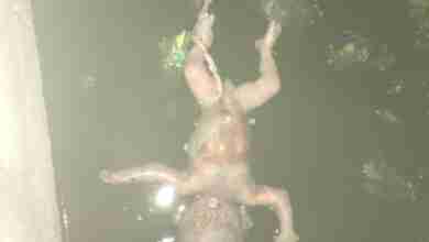 गोंडा में तालाब में मिला नवजात का शव, ग्रामीणों ने देखा तो बुलाई पुलिस 16 WhatsApp Image 2023 11 23 at 15.26.43 b5c2409b