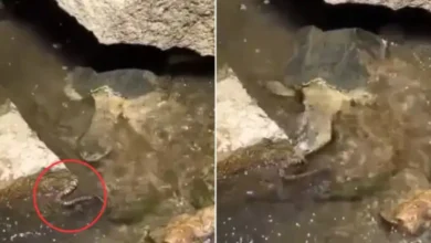 turtle eat snake shocking video