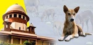 दिल्ली-NCR में सुप्रीम कोर्ट का आदेश: स्टेरिलाइज और वैक्सीनेट किए गए कुत्तों को वापस छोड़ा जाए—रेबीज या आक्रामक कुत्तों को अलग रखा जाए 1 download 3 15 rotated