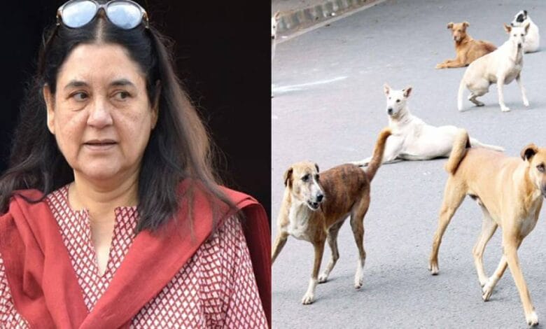 "गुस्से में लग रहा है फैसला: आवारा कुत्तों पर सुप्रीम कोर्ट के निर्देश पर मेनका गांधी का विरोध" 1 image