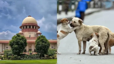 सुप्रीम कोर्ट में आवारा कुत्तों पर बहस: डॉग लवर्स और डॉग हेटर्स दोनों की सुनवाई होगी 2 sc dog cases