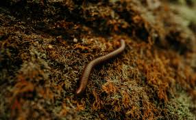 छींक के साथ नाक से निकले जिंदा कीड़े! दुर्लभ इंफेक्शन ने डॉक्टरों को भी किया हैरान 2 download 7 7