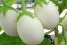 images 8 2