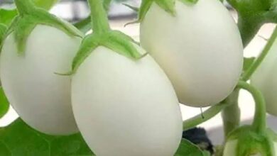 सफेद बैंगन की खेती से किसानों को होगा बड़ा मुनाफा, हर मंडी में बनी रहती है जबरदस्त मांग 2 images 8 2
