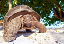 6acce05655914 aldabra giant tortoise 122749180 16x9 1