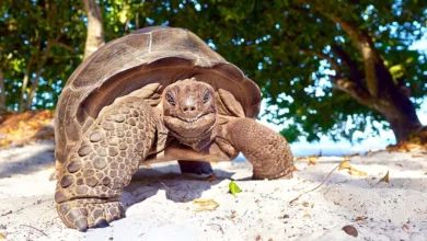 6acce05655914 aldabra giant tortoise 122749180 16x9 1