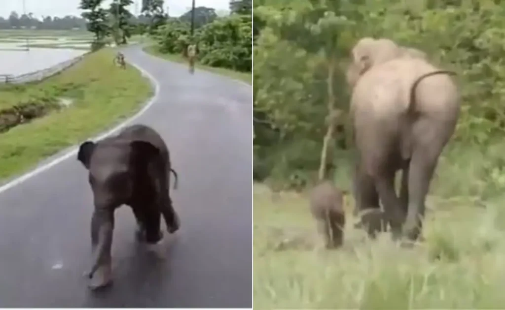 t408rltc baby elephant to reunite with mother 625x300 09 July 25