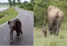t408rltc baby elephant to reunite with mother 625x300 09 July 25