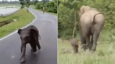 t408rltc baby elephant to reunite with mother 625x300 09 July 25